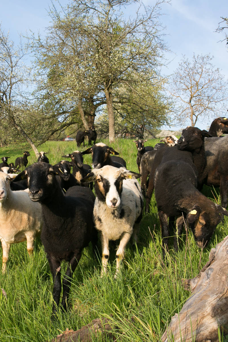 Kariner Steinschaf Zuchttiere